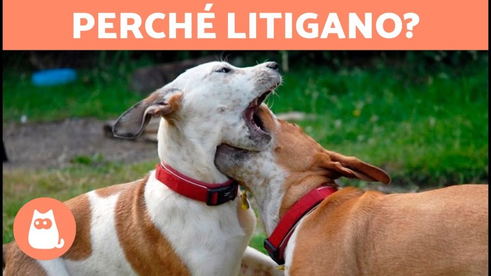 Perché i miei CANI LITIGANO tra di loro? 🐶⚡🐶 (5 cause e soluzioni)