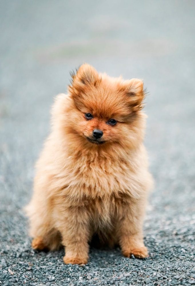 brown pomeranian puppy on grey concrete floor