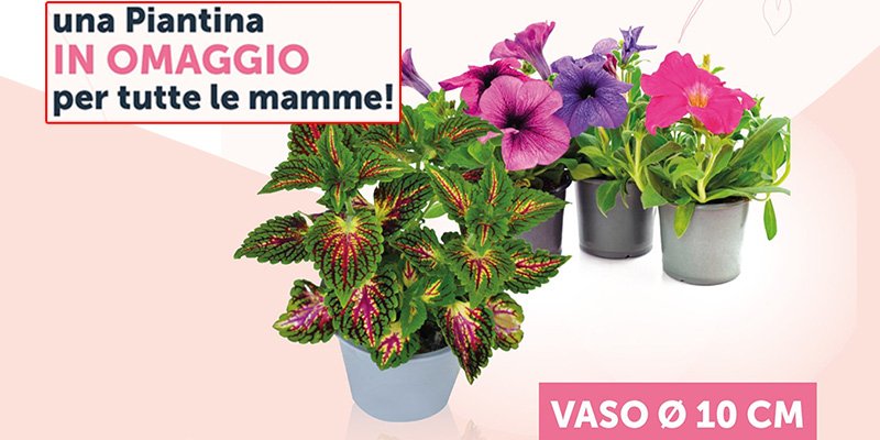 piantina omaggio Festa della Mamma Decò Supermercati